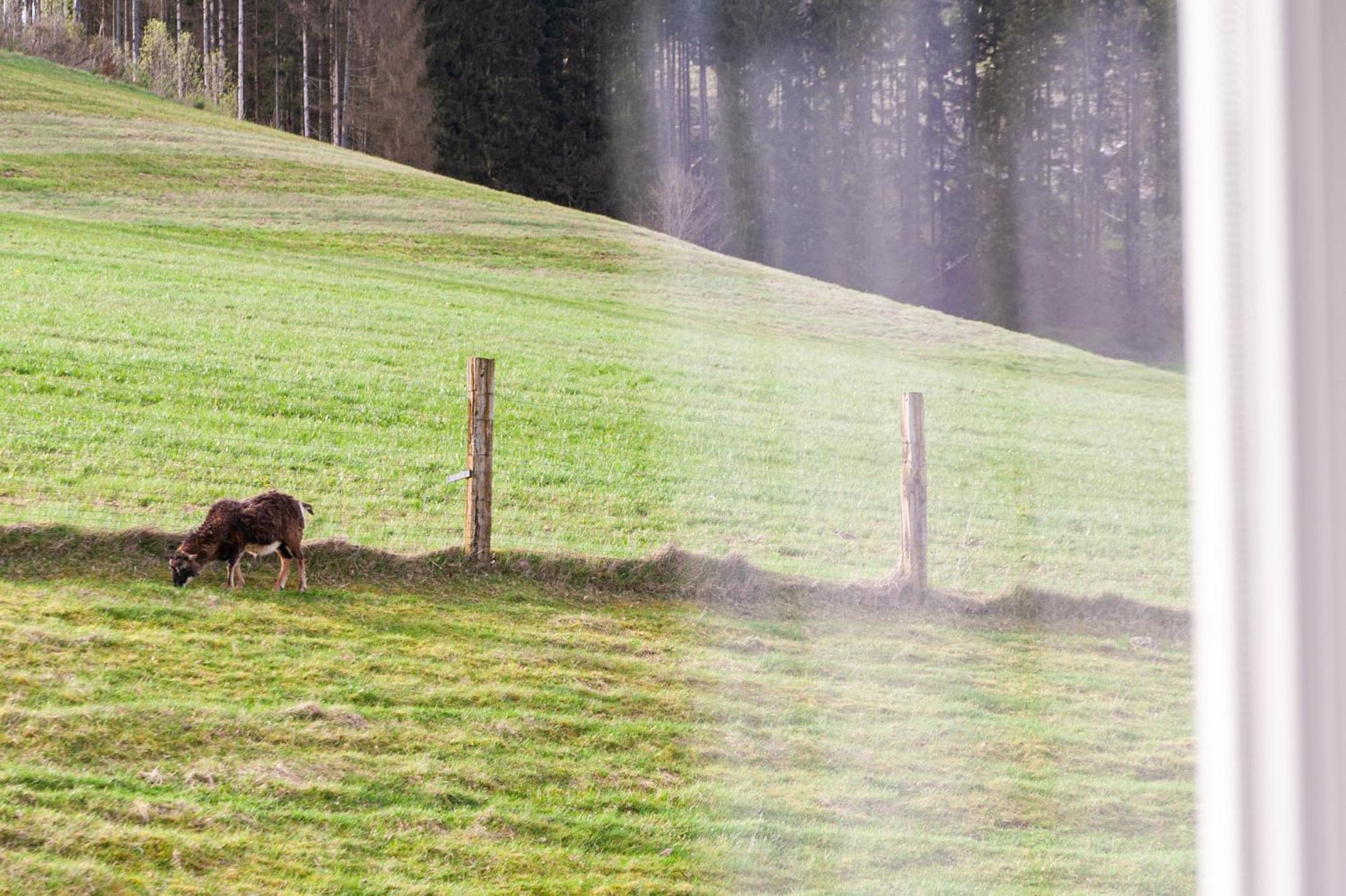 Forellenhof Wald- Und Wiesenquartier บาด แบร์เลอบวร์ก ภายนอก รูปภาพ